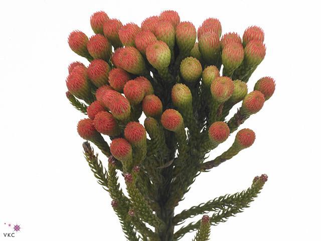 Kaaps groen red strawberry (brunia)