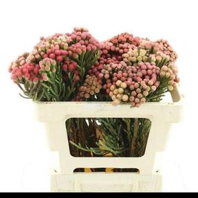 Kaaps groen red strawberry (brunia)