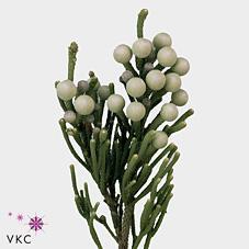 Kaaps groen silver brunia