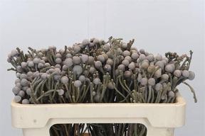 Kaaps groen silver brunia