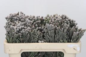 Kaaps groen silver brunia