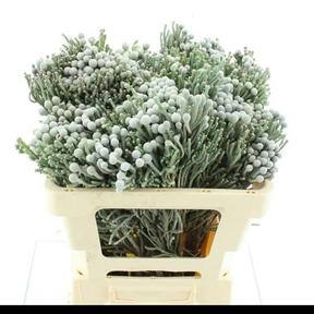 Kaaps groen silver brunia