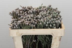 Kaaps groen silver brunia