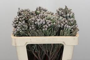 Kaaps groen silver brunia