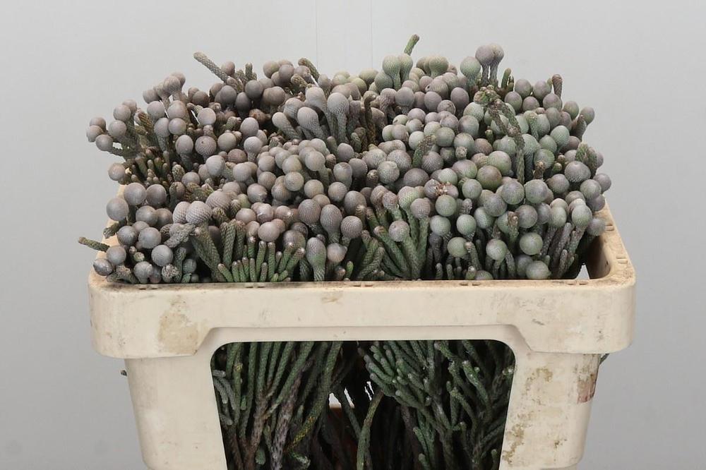 Kaaps groen silver brunia