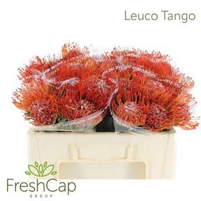 Nutan tango