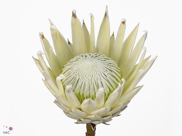 Protea arctic ice