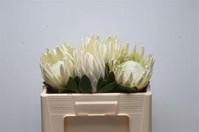 Protea arctic ice
