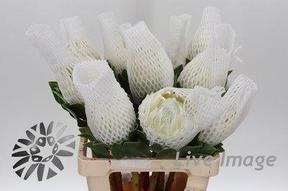 Protea arctic ice