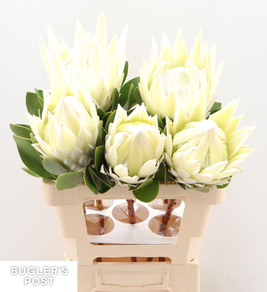 Protea arctic ice