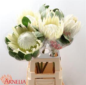 Protea arctic ice