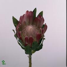 Protea brenda