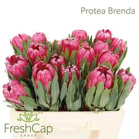 Protea brenda