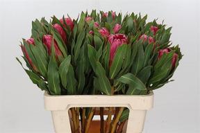 Protea brenda