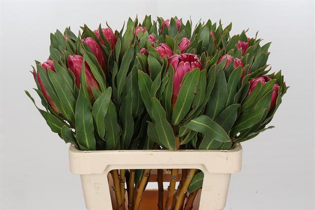 Protea brenda