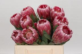 Protea carnival