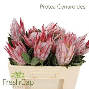 Protea cynaroides (king)