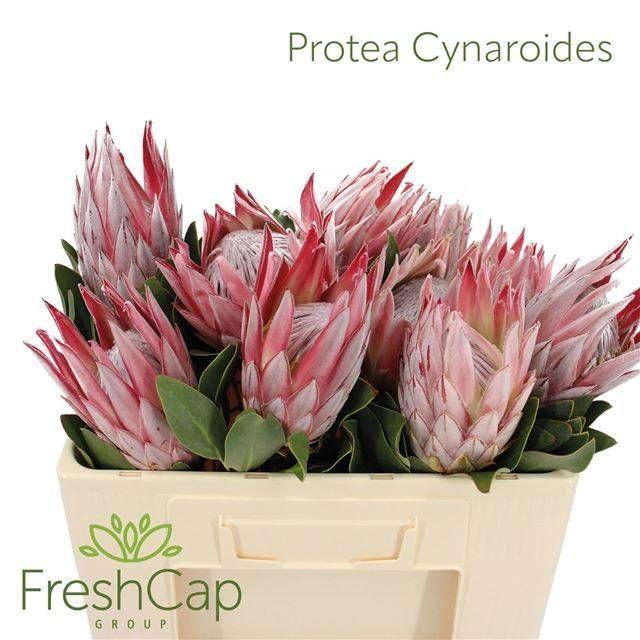 Protea cynaroides (king)