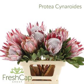 Protea cynaroides (king)