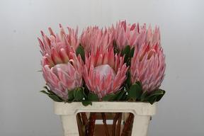 Protea cynaroides (king)