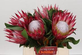 Protea king madiba