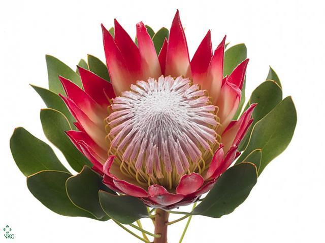 Protea king madiba