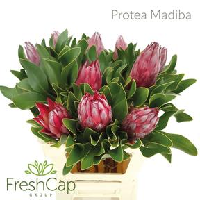 Protea king madiba