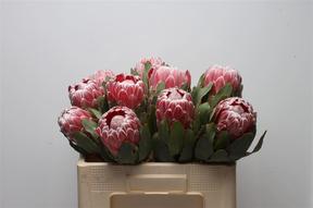 Protea lady di