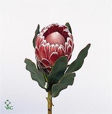 Protea lady di