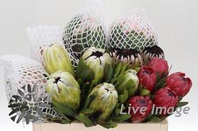 Protea mix
