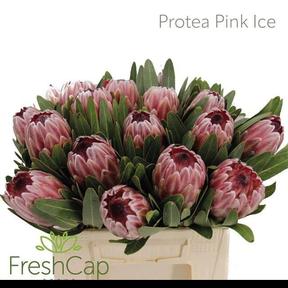 Protea pink ice