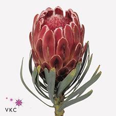 Protea venus