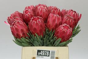 Protea venus