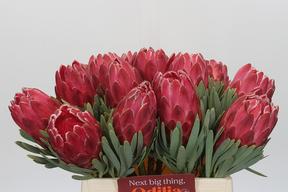 Protea venus