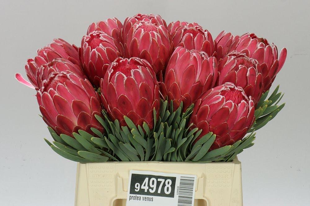 Protea venus