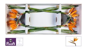Strelitzia bloem