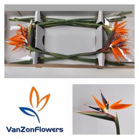 Strelitzia bloem