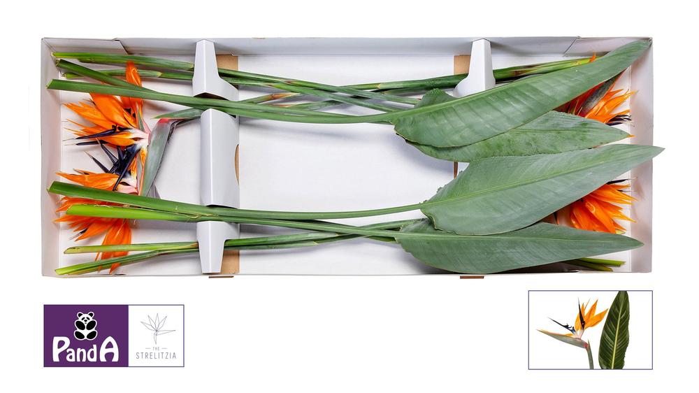 Strelitzia bloem
