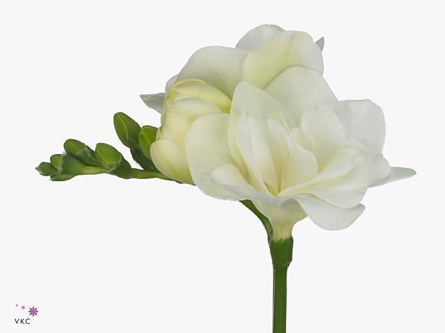 Freesia du belleville