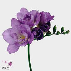 Freesia du blue bayou