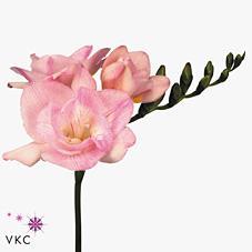 Freesia du honeymoon