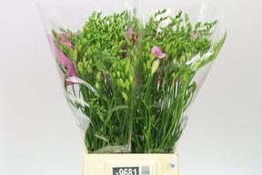 Freesia du honeymoon