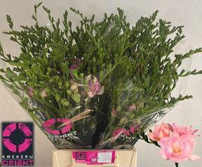 Freesia du honeymoon
