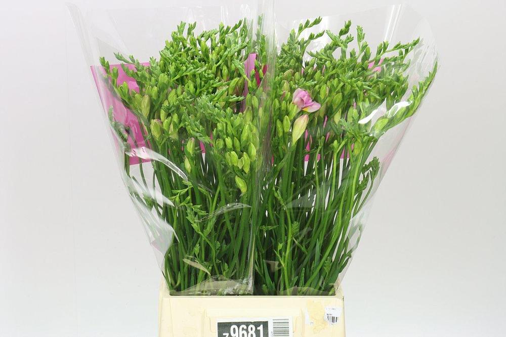 Freesia du honeymoon