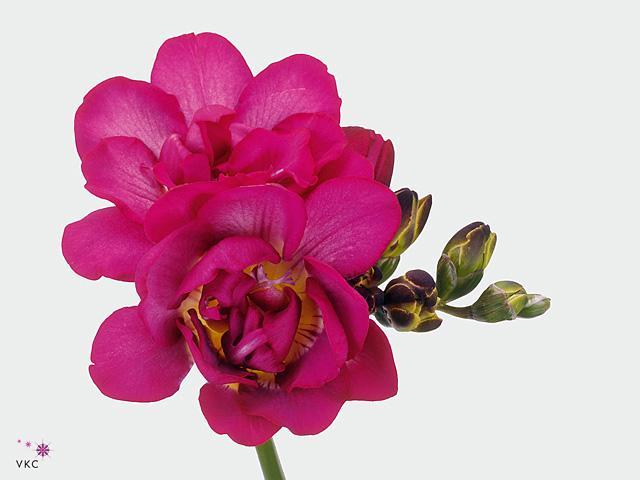 Freesia du purple rain