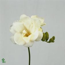 Freesia du volante