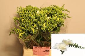 Freesia du volante