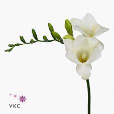 Freesia en diamond river