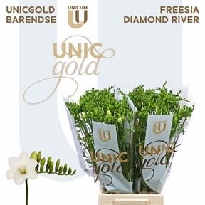Freesia en diamond river