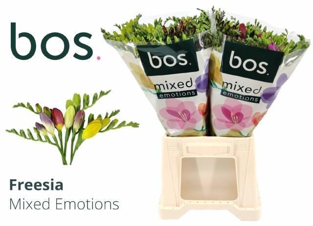 Freesia en mix